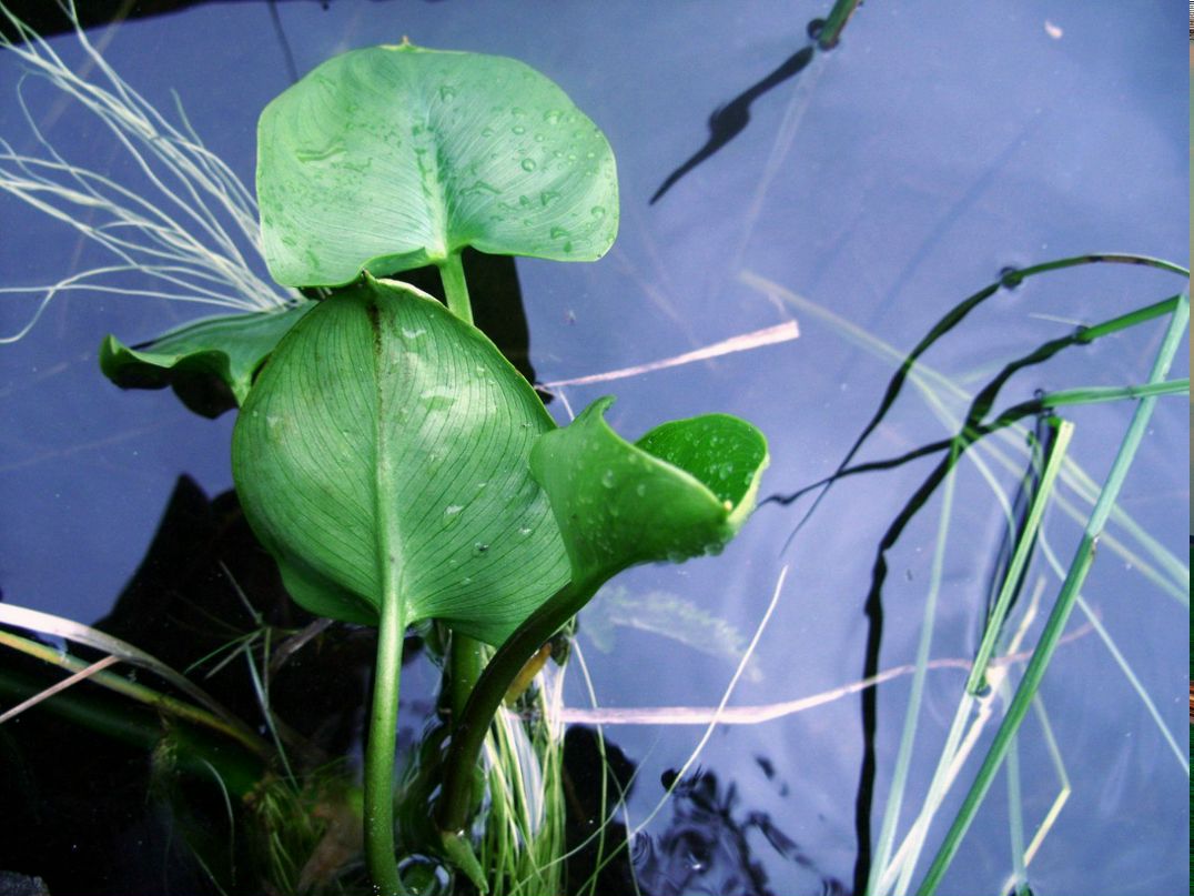 Ольга Иванова | Санкт-Петербург