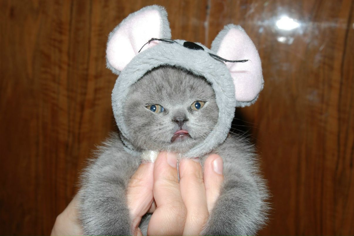 Віка Молеща | Киев