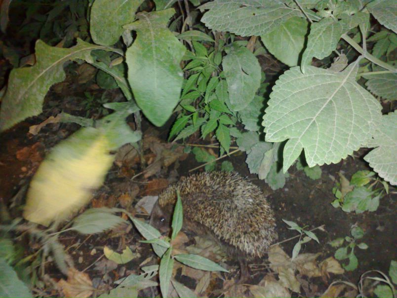 №14, Игорь Подолян №14, Игорь Подолян