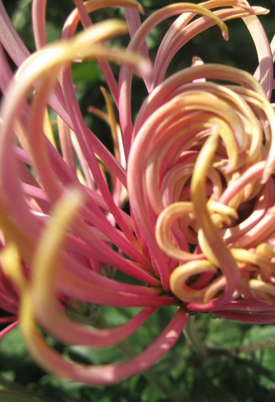 Елена Романенко | Симферополь