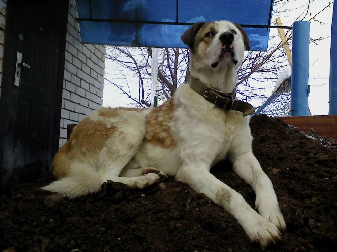 Руслан Мифтахов Галиаскарович | Казань