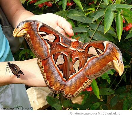 №7, Тамара Дем'яненко, Киев №7, Тамара Дем'яненко, Киев