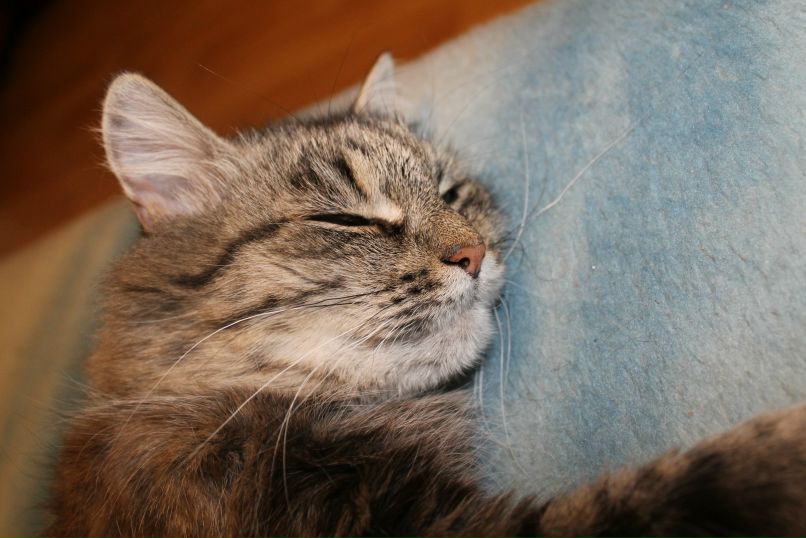 Анастасия Алексютина | Новосибирск