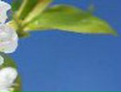 Оля Примак | Ровно