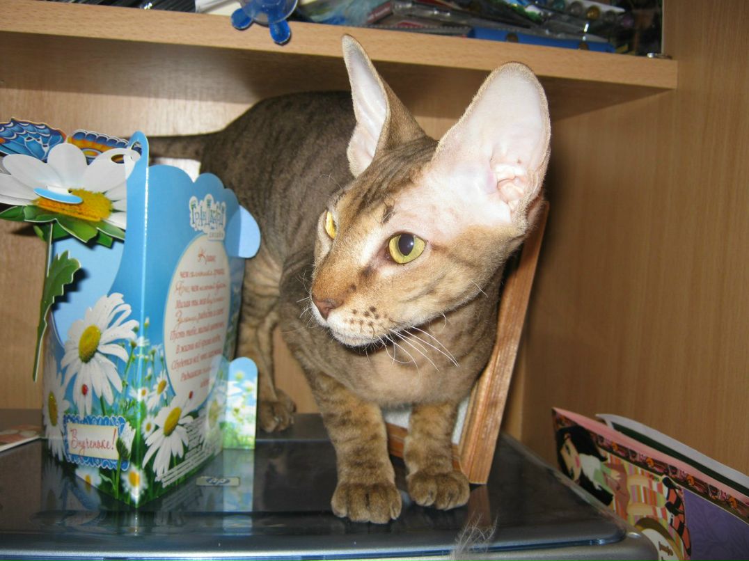 Наталья Загуляева | 