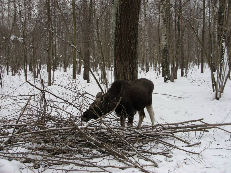 Дмитрий Зяблицин | Москва