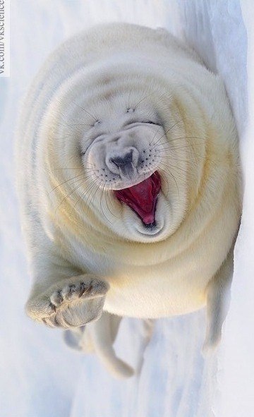 Захар Листратов 3AXAP | Тула