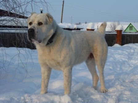 Константин Ярошенко | Томск