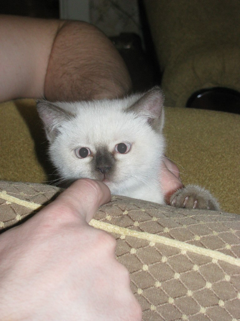 Елизавета Голикова | Вологда