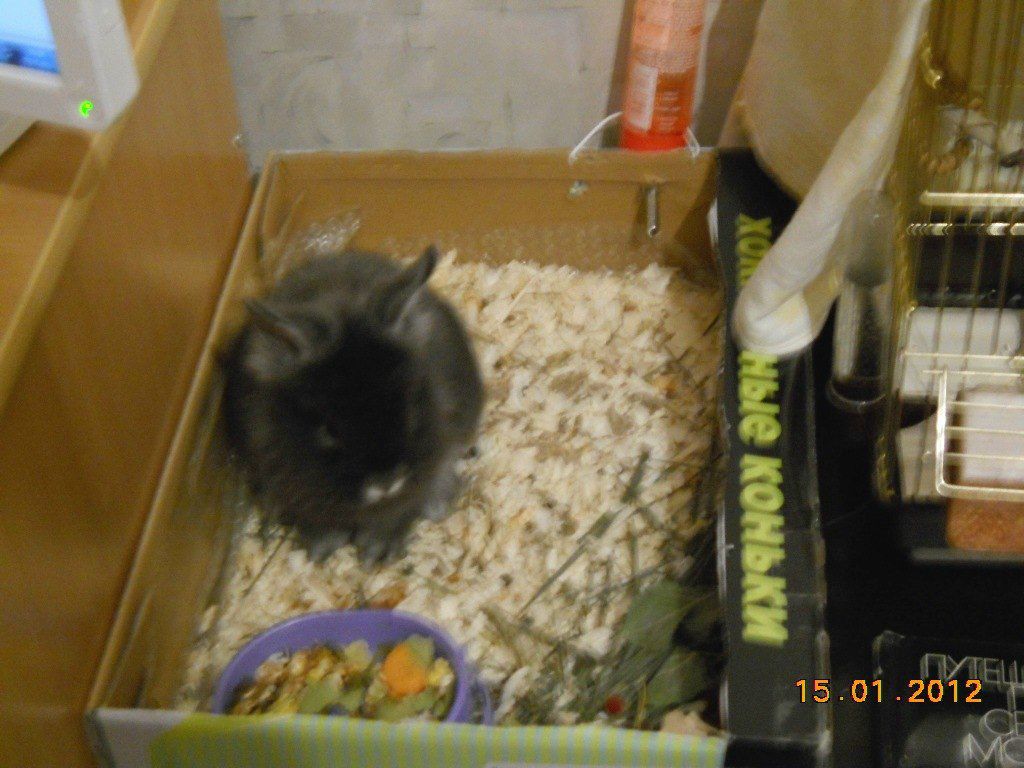 Анастасия Гладких ZigoCactus | Новосибирск