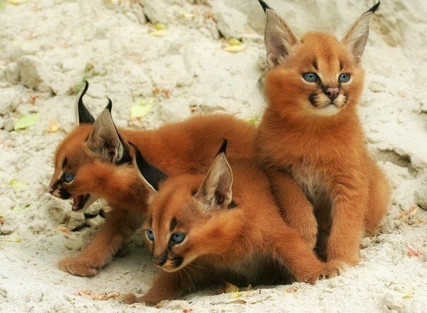 Крістіна Худа | Ужгород