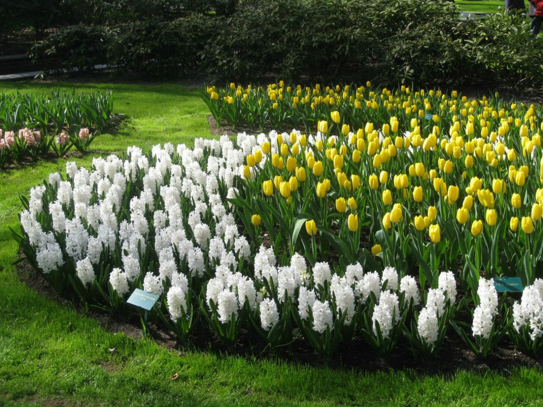 Полина Павлова | 