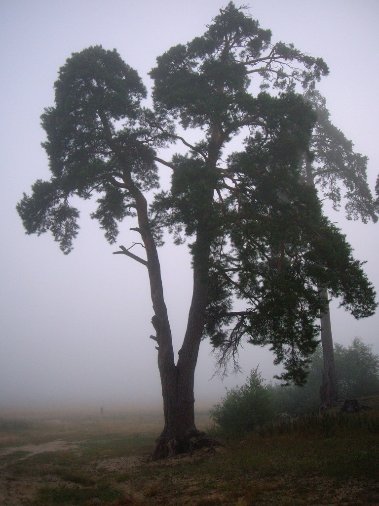 Александр Антонов | Москва