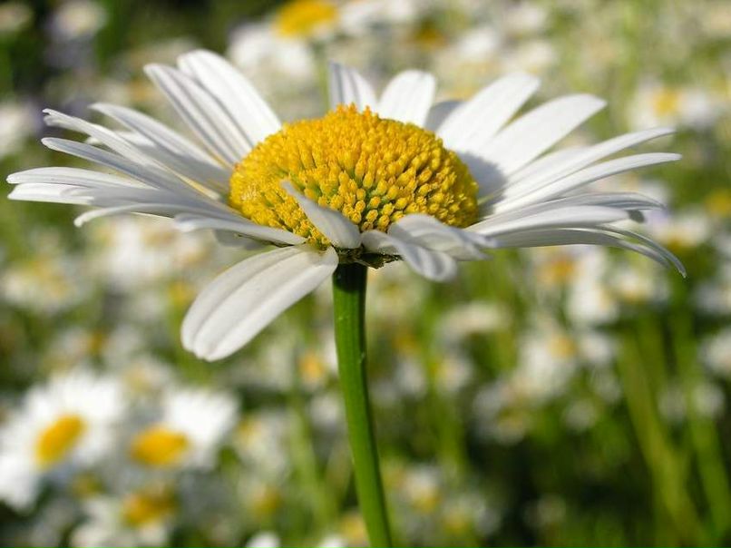 Роман Кульбицкий | Глуск