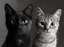 Фотография Третьяк Даши