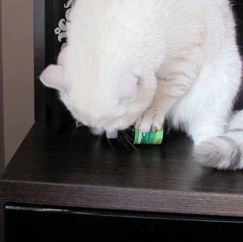 Валерия Дашут ܓ | Москва