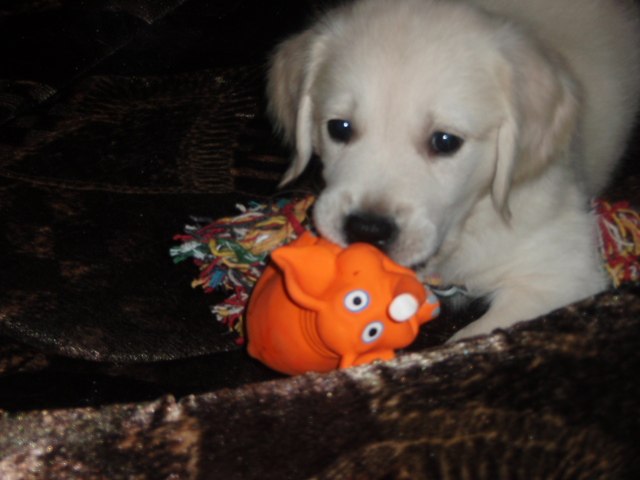 Дарья Прохорова | Санкт-Петербург