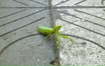 №12 Екатерина Рязанова 25.06.1987: профиль, фото, статус - ВКонтакте