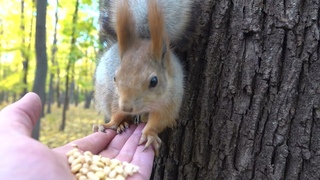 Снова кормлю Балерину / I’m feeding Ballerina again