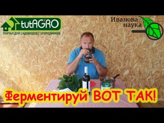 ФЕРМЕНТАЦИЯ ЛИСТЬЕВ МАЛИНЫ и ЕЖИВИКИ. Белорусский МАТЕ. Чай умеренной ферментации - кладезь здоровья