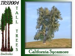 Calif Sycamore 10m