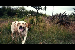 Happy Dogs =)