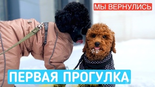 Влог: ПЕРВАЯ ПРОГУЛКА ПЕРСИ/наши видео ВОРУЮТ/ я все-таки не могу без YouTube и без ВАС