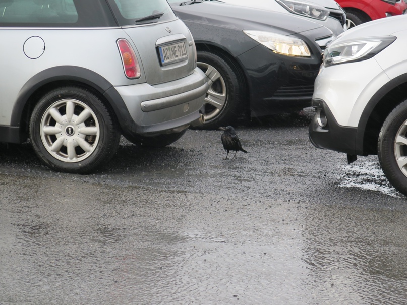 Дмитрий Соловов | Самара