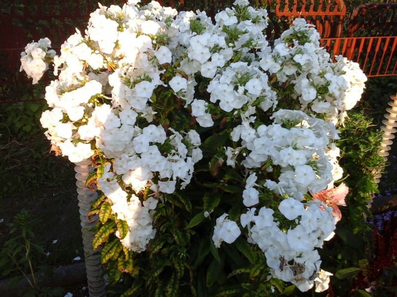 Светлана Китаева | Мурманск