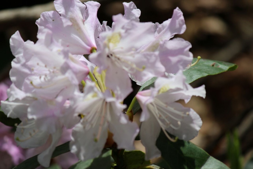 Ирина Шугаева | Майкоп