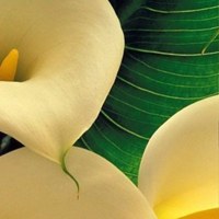 Фотография анкеты Елены Салтыковой ВКонтакте