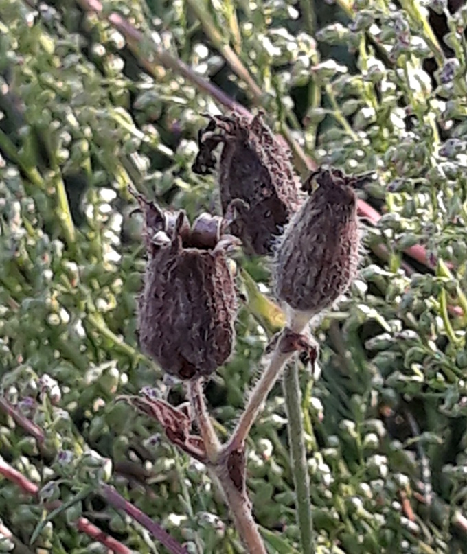 Мария Воробьёва | Псков