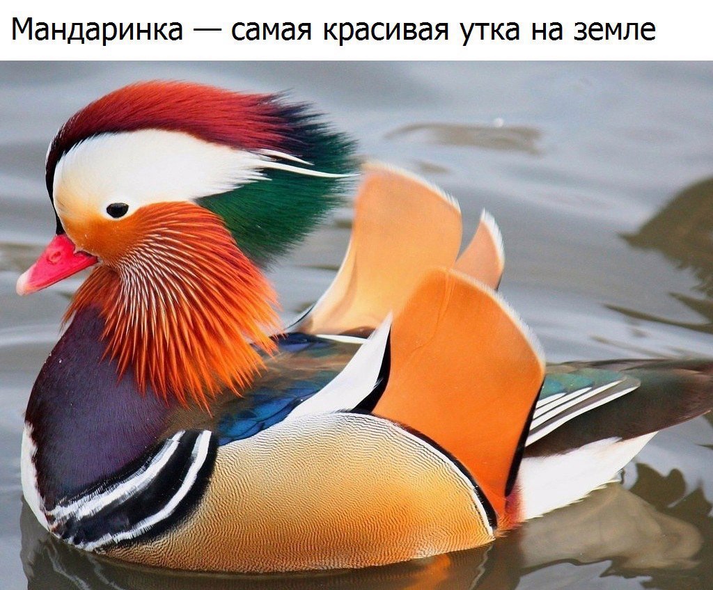 Мандаринка картинки