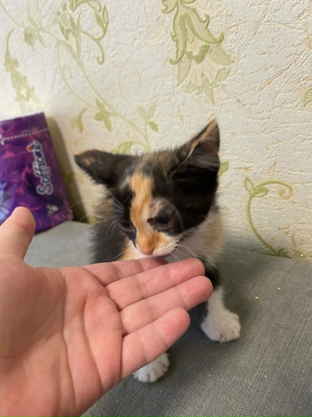 Отдадим котят - черного мальчика и трехцветную...