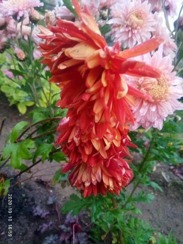 Тамара Орлова | Великий Новгород