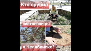 КТО СРУБИЛ ЛИСТВЕННИЦЫ В ЧЕЛЯБИНСКЕ