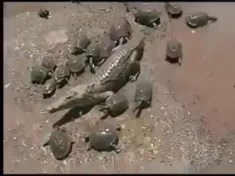 Почему черепахи пристают к