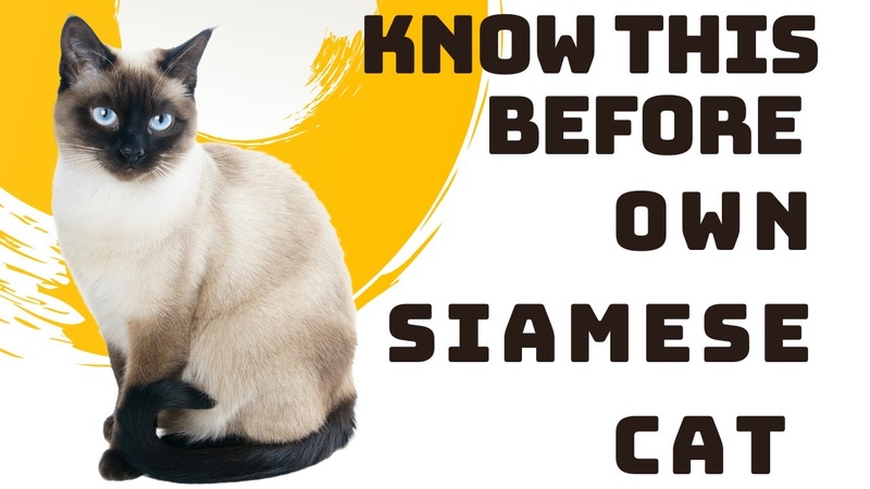 Siamese Cat Breed Portrait - What You NEED to Know Before Owning!!