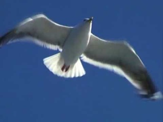 полет птиц.wmv