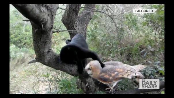 Owl Kitty: Best friends furrrrr life , All The
