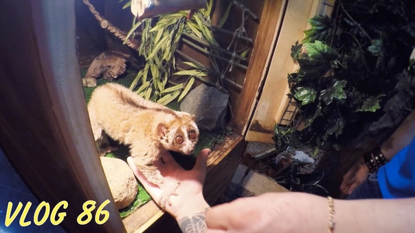 VLOG: Трогательный, Поездка на