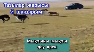 Ерекше ТАЗЫ жарысы өтіпті. Мына ТАЗЫ қырды ғой. #тазы #бәйге