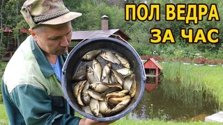 Рыбалка на домашнем пруду удалась!