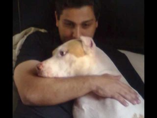 Homenagem ao meu cachorro anjo de quatro patas Jason pit bull saudades