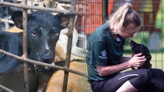 Meet Frankie, just 24 hours after slaughterhouse rescue