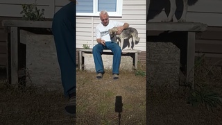 Значит не нуждаются. #shorts #dogs #собака #цитаты #motivation