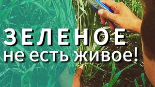 Морозы убили колос! Зерновые падение урожая 2024!