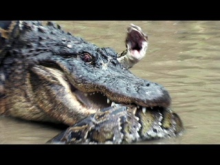 Python vs Alligator 12 -- Real Fight -- Python attacks Alligator