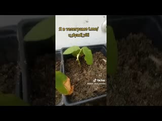 Укореняю розы сорт джумилия, попытка заработать. #розы #теплица #огород #дача #сад #дядявитя