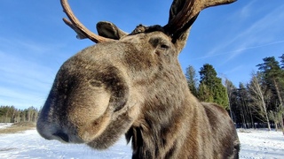 Moose ASMR, Moose eating